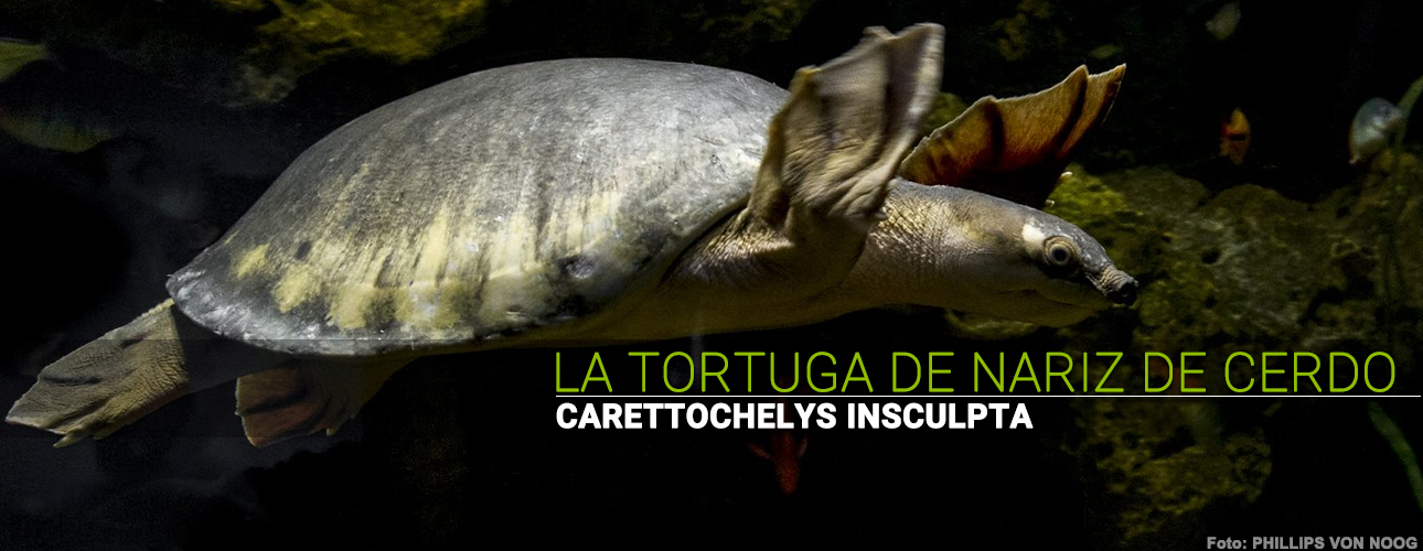 La tortuga de nariz de cerdo (Carettochelys insculpta)