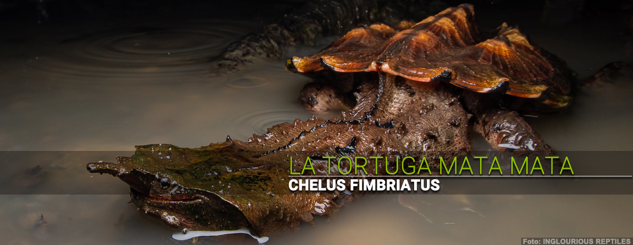 La tortuga Mata mata (Chelus fimbriatus)