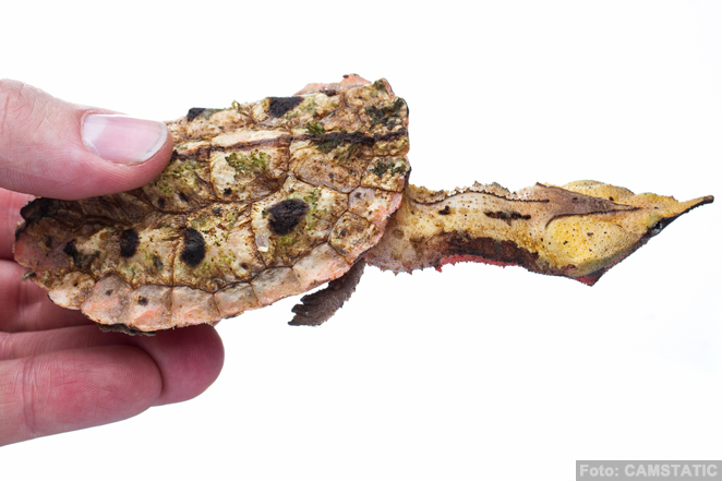 La tortuga Mata mata (Chelus fimbriatus)