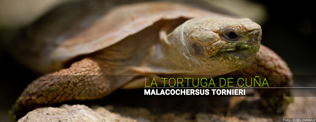 La tortuga de cuña (Malacochersus tornieri)