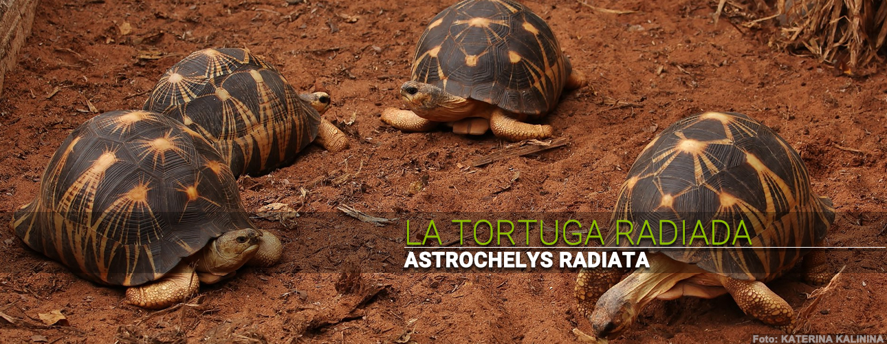 La tortuga radiada (Astrochelys radiata)