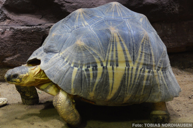 La tortuga radiada (Astrochelys radiata)