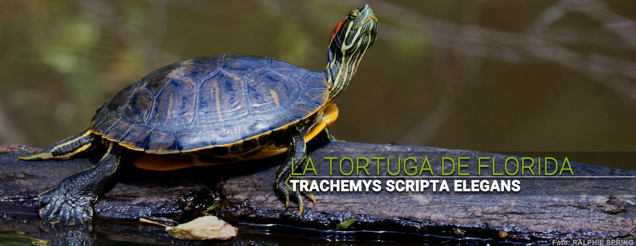 La tortuga de orejas rojas (Trachemys scripta elegans)