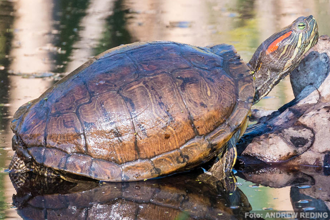 La tortuga de orejas rojas (Trachemys scripta elegans)