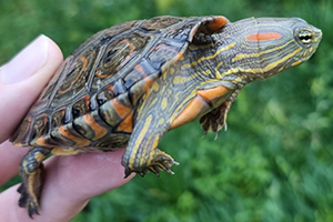 Trachemys callirostris