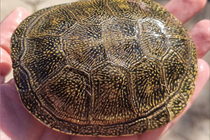 Emys orbicularis hellenica