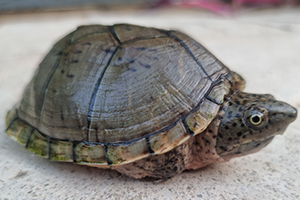 Sternotherus intermedius