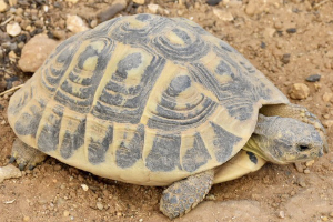 Testudo hermanni hermanni Testudo hermanni hermanni